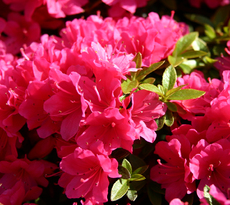 Rhododendron-rosa.jpg